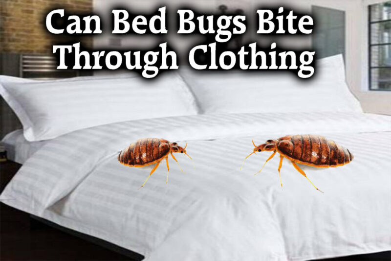 Bed Bugs